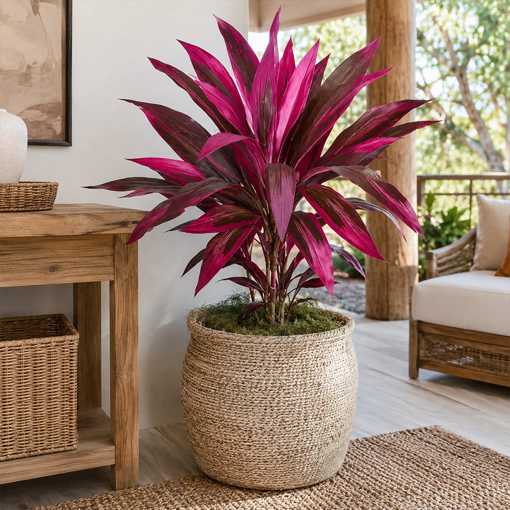 ✨Artificial Boston Fern & Dragon's Blood Tree Plants