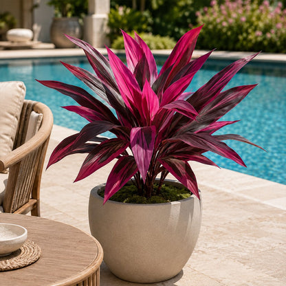 ✨Artificial Boston Fern & Dragon's Blood Tree Plants